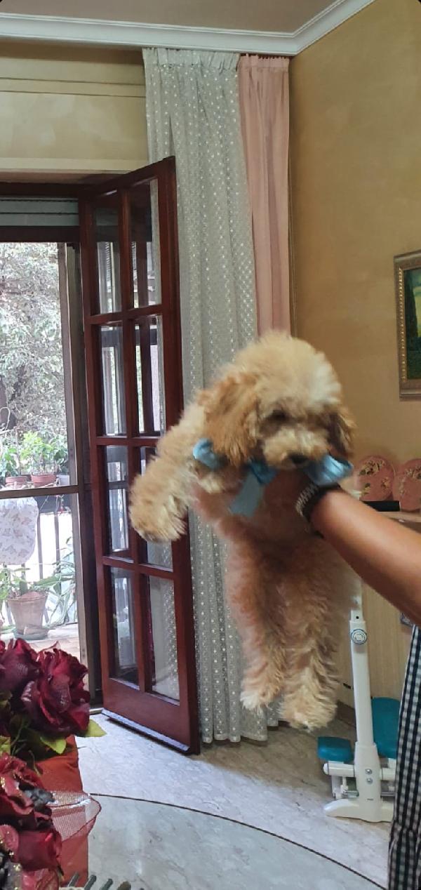 Cane barboncino nano 3 mesi e mezzo con pedigree